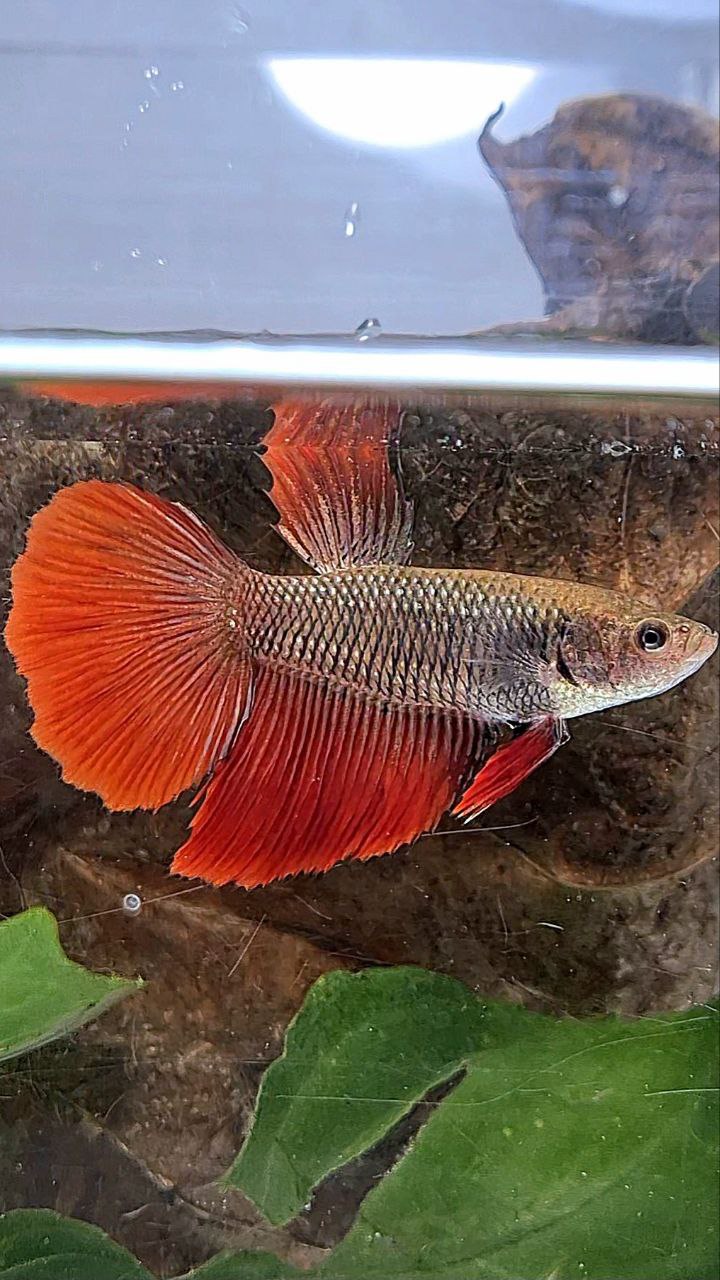 XL FEMALE HALFMOON BLACK RED VAMPIRE BETTA FISH