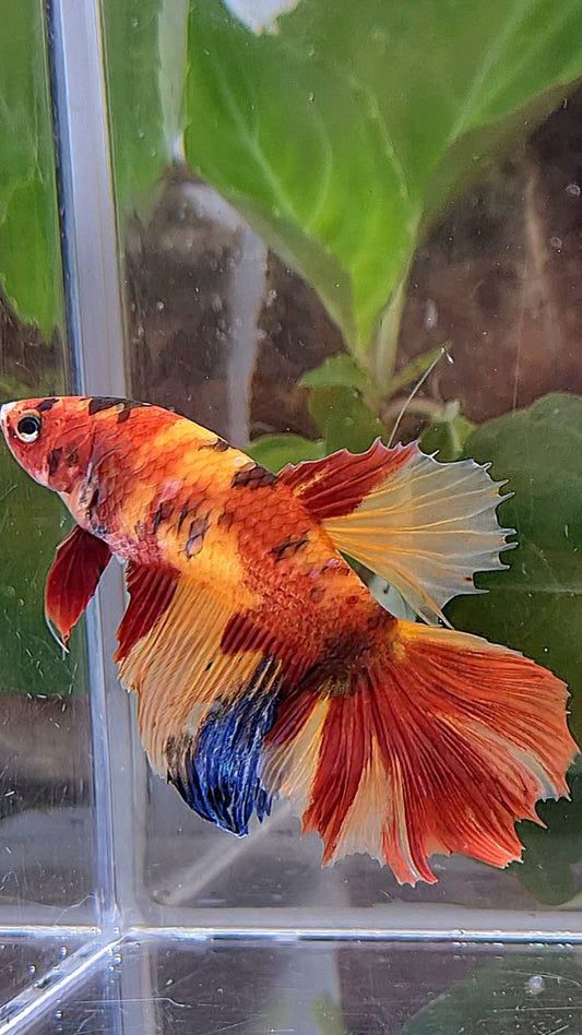 XL FEMALE HALFMOON ROSETAIL ORANGE KOI CLASSIC MULTICOLOR BETTA FISH