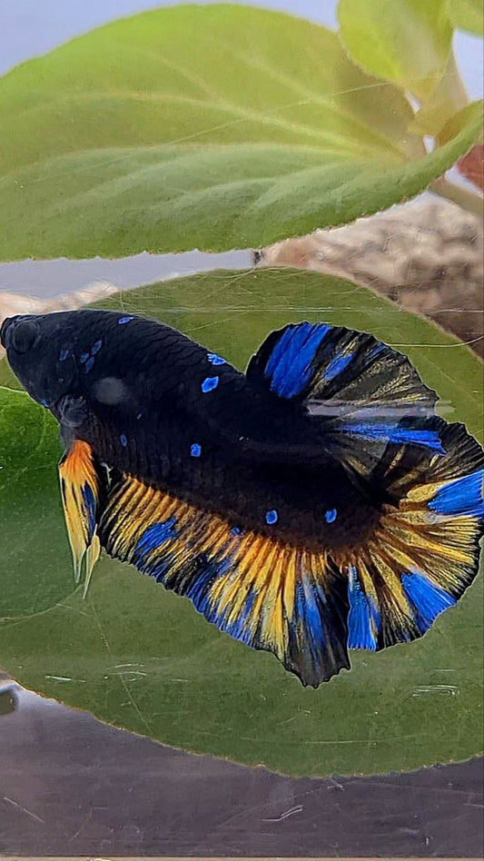 PLAKAT BLACK GALAXY BLUE AVATAR YELLOW THUNDER BETTA FISH