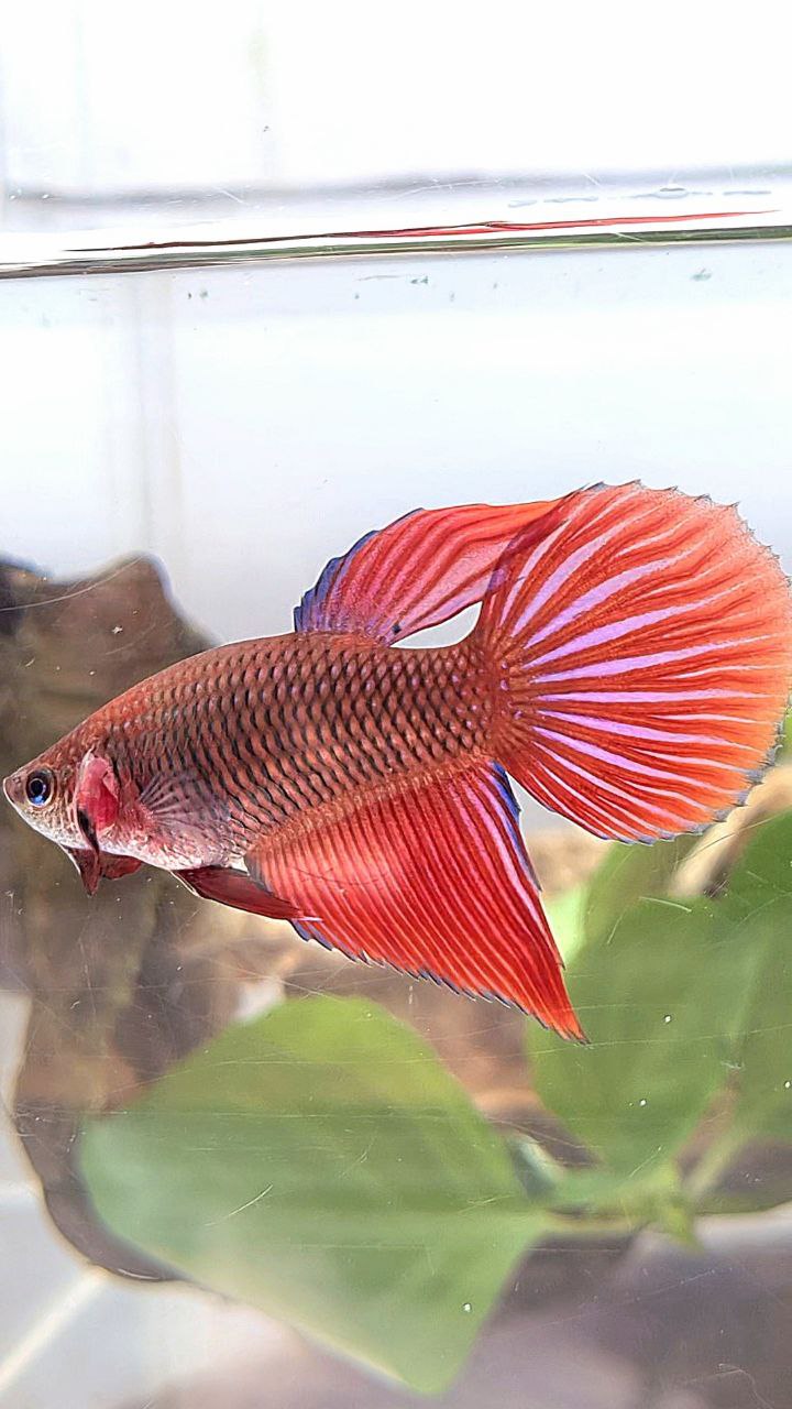 XL FEMALE VEILTAIL RED DARK FANCY BETTA FISH