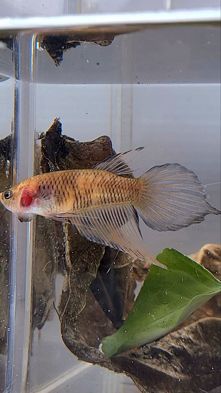 XL FEMALE VEILTAIL BROWN YELLOW BETTA FISH