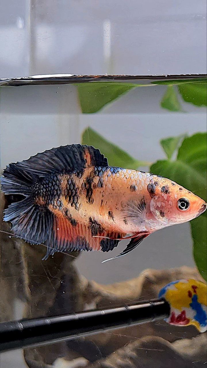 FEMALE PLAKAT DOUBLE TAIL BLACK DOTS COPPER ORANGE MULTICOLOR BETTA FISH
