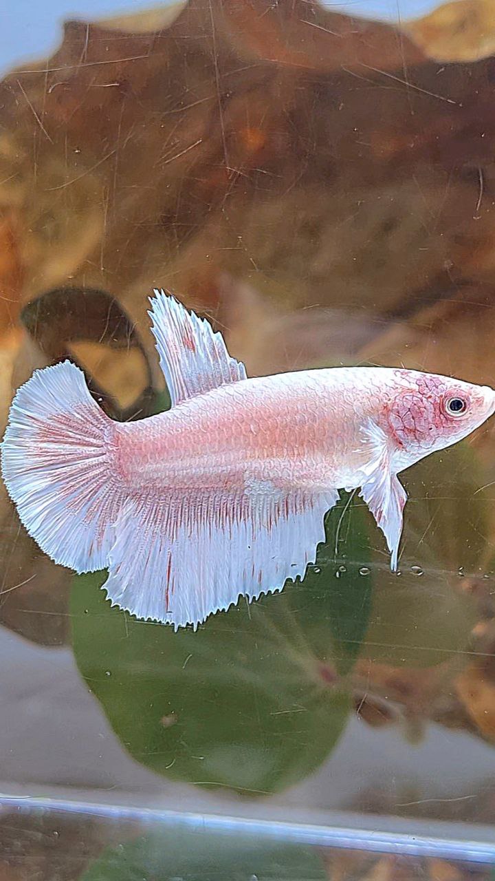 FEMALE HALFMOON BIG EAR WHITE PATTERN BETTA FISH