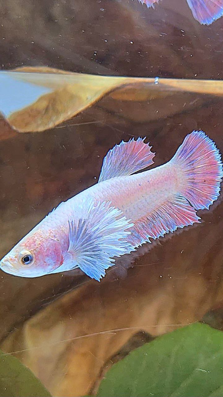 FEMALE PLAKAT DUMBO EAR MASCOT BETTA FISH