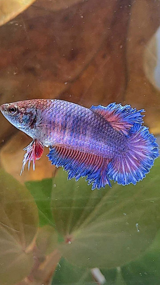 4 FISH FEMALE KING FEATHER TAIL HALFMOON BLUE PURPLE, FEMALE PLAKAT GALAXY MULTICOLOR, FEMALE WHITE FETAHER TAIL, MALE HALFMOON DUMBO EAR BETTA FISH