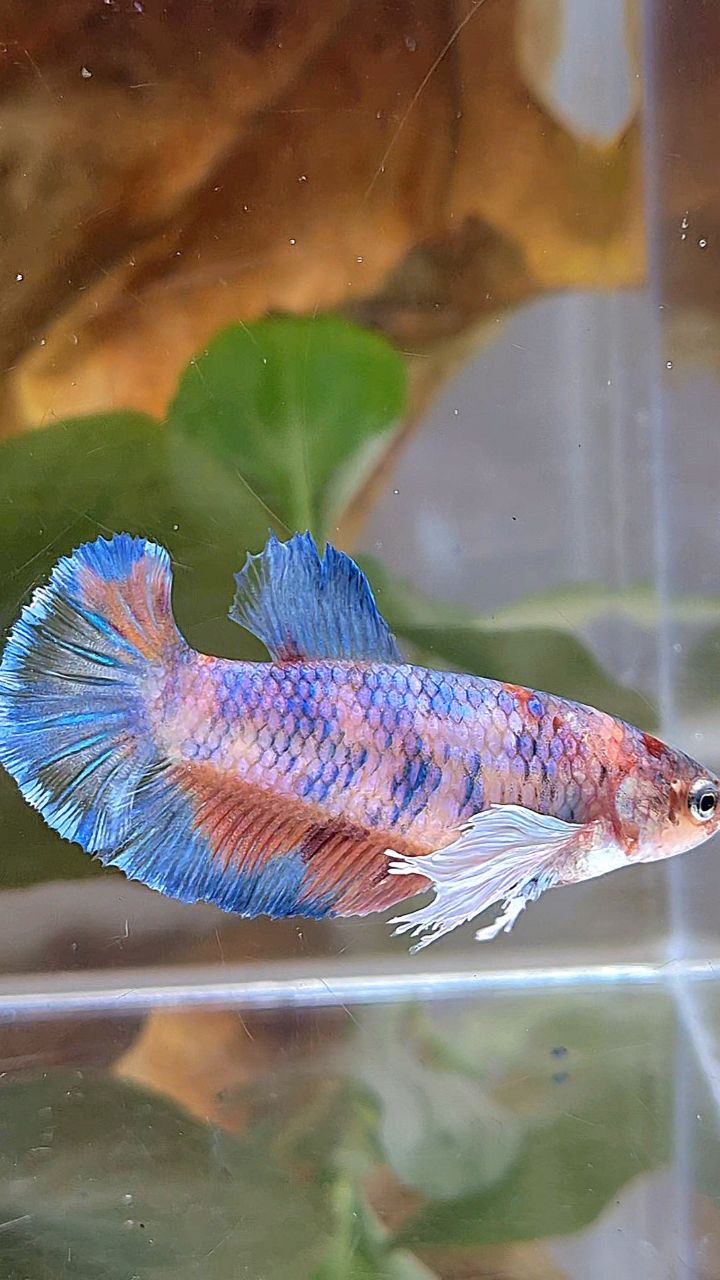 FEMALE PLAKAT DUMBO EAR METTALIC MULTICOLOR FISH
