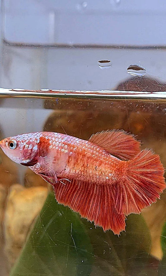 FEMALE HALFMOON RED GOLD GALAXY RGG BETTA FISH