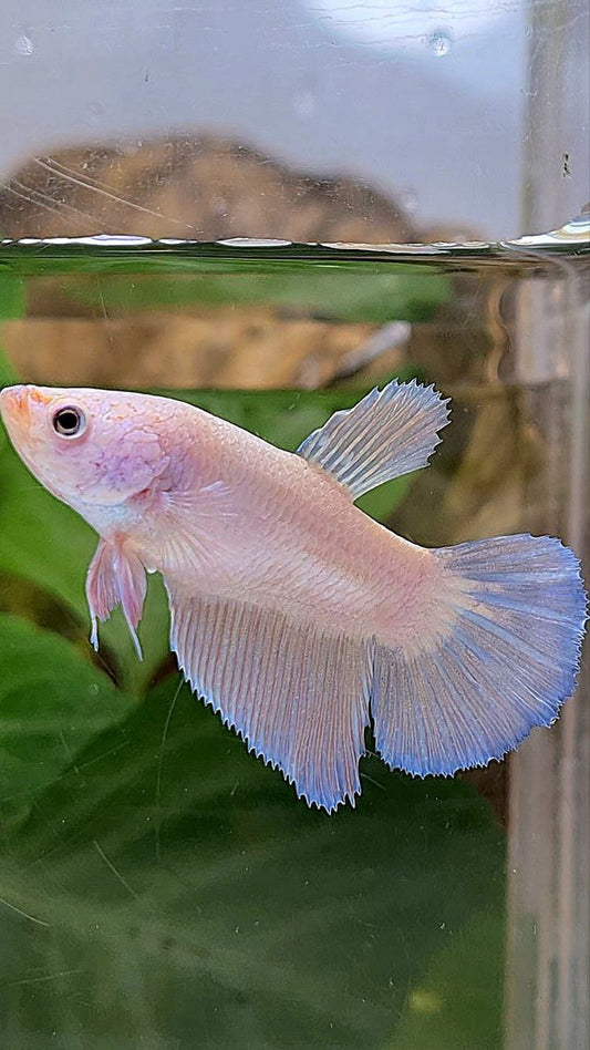 XL FEMALE HALFMOON PINK FLAMINGGO BETTA FISH