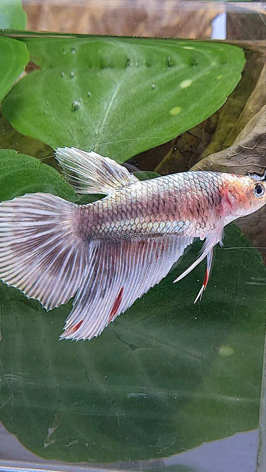 XL FEMALE HALFMOON COPPER MARBLE PATTERN BETTA FISH