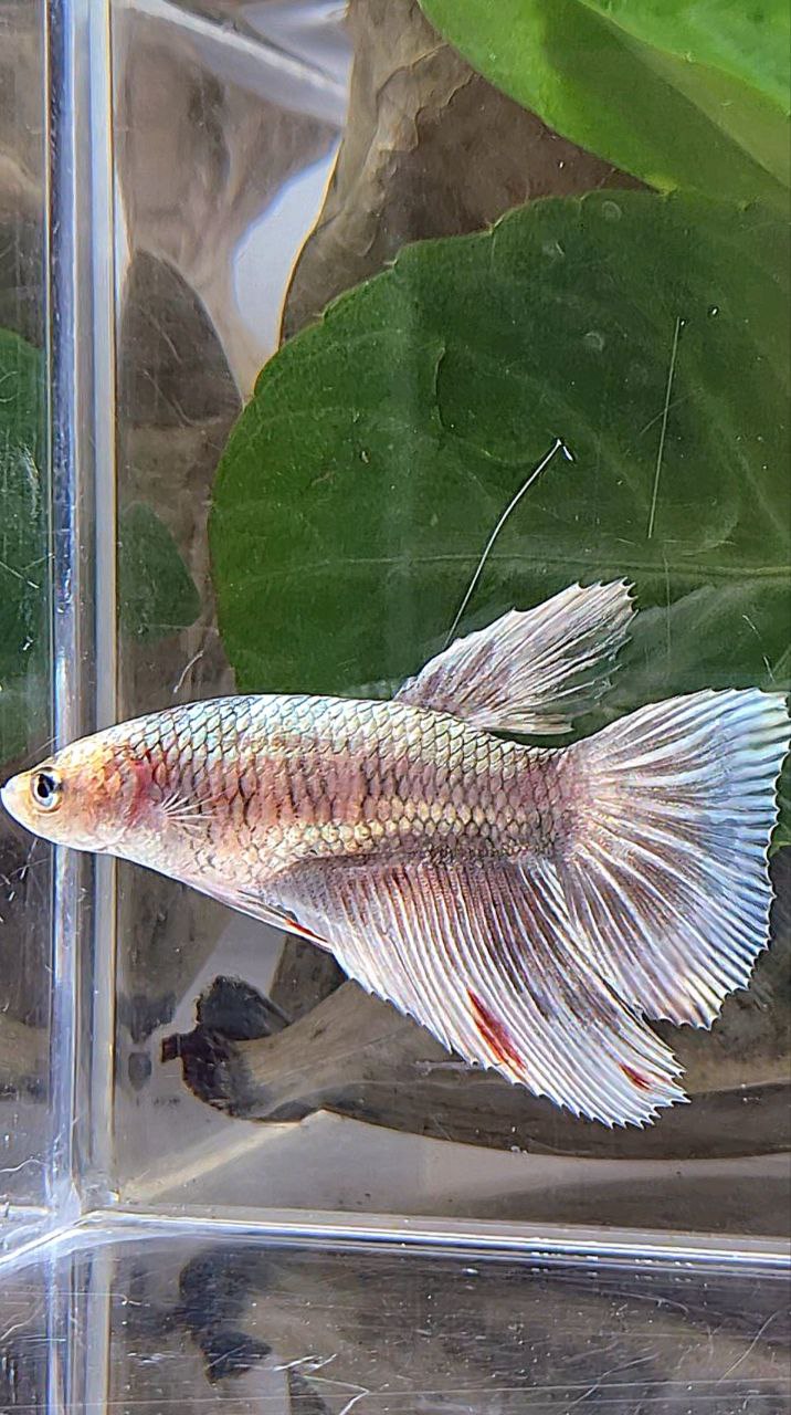 XL FEMALE HALFMOON COPPER MARBLE PATTERN BETTA FISH