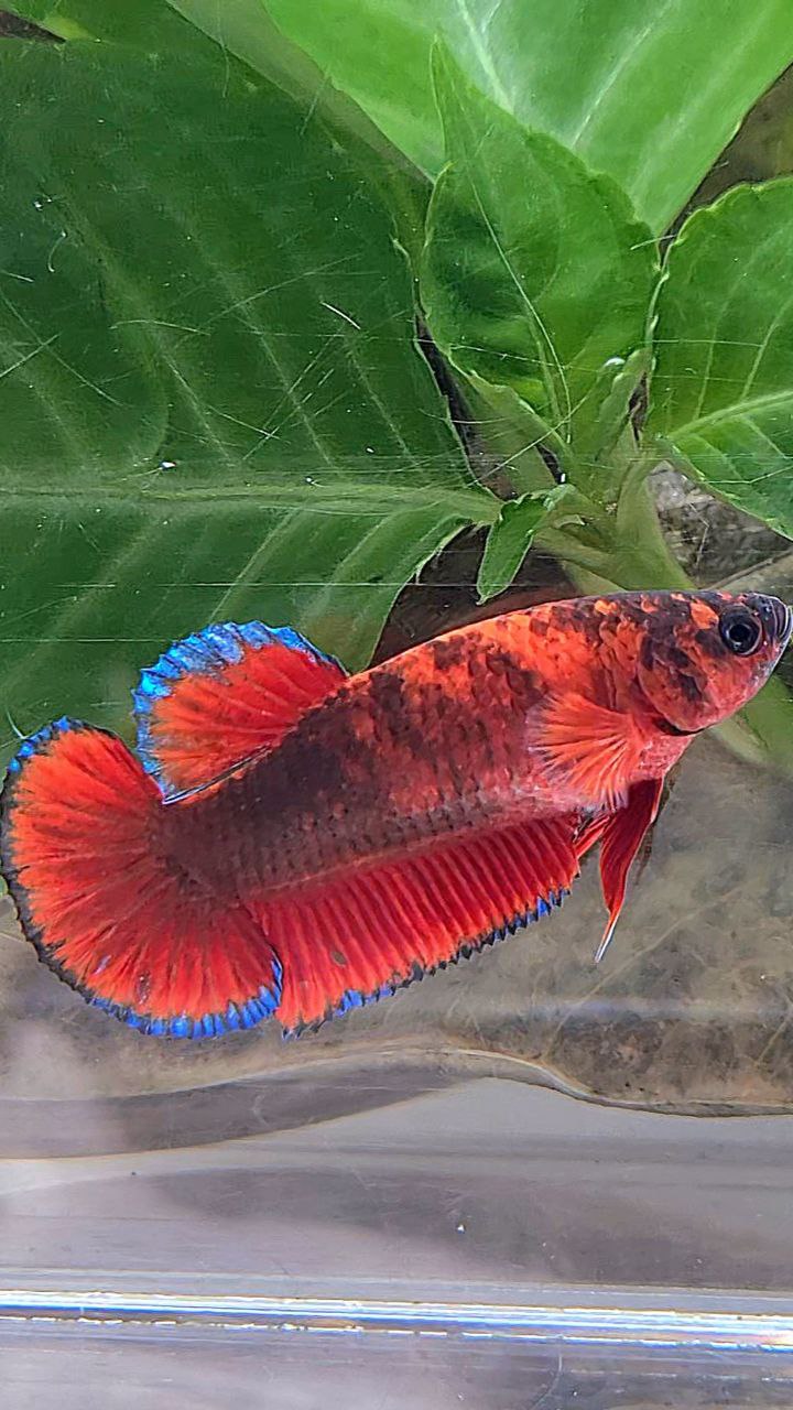 FEMALE PLAKAT RED HELLBOY BLACK TIGER BETTA FISH