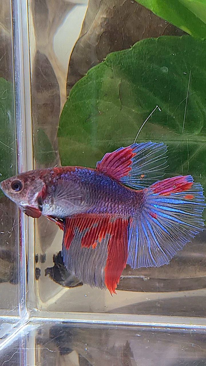 3 FISH FEMALE HALFMOON DARK PURPLE RED PATTERN BETTA FISH & FEMALE HALFMOON SUPER RED & FEMALE HALFMOON AVATAR