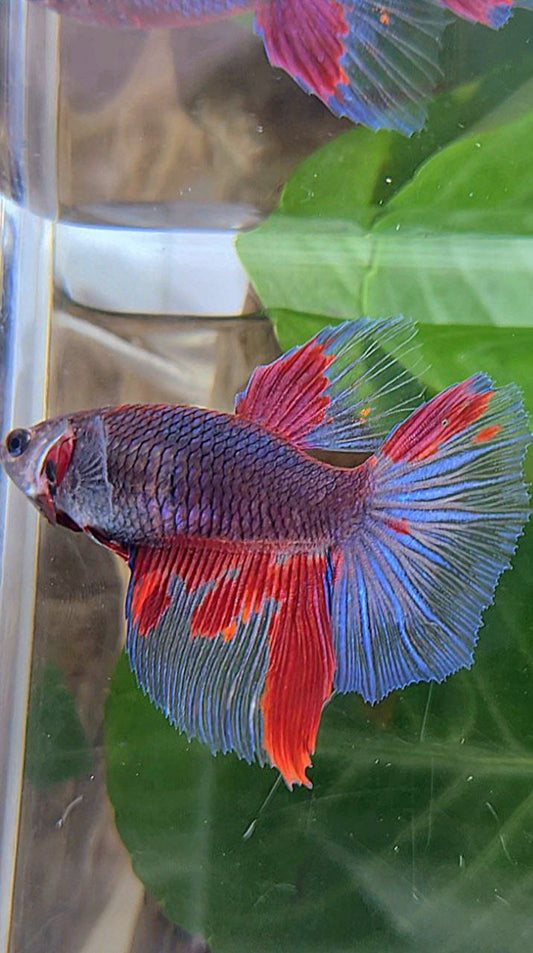 3 FISH FEMALE HALFMOON DARK PURPLE RED PATTERN BETTA FISH & FEMALE HALFMOON SUPER RED & FEMALE HALFMOON AVATAR