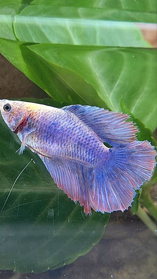 FEMALE HALFMOON DOUBLE TAIL PURPLE MASCOT BETTA FISH