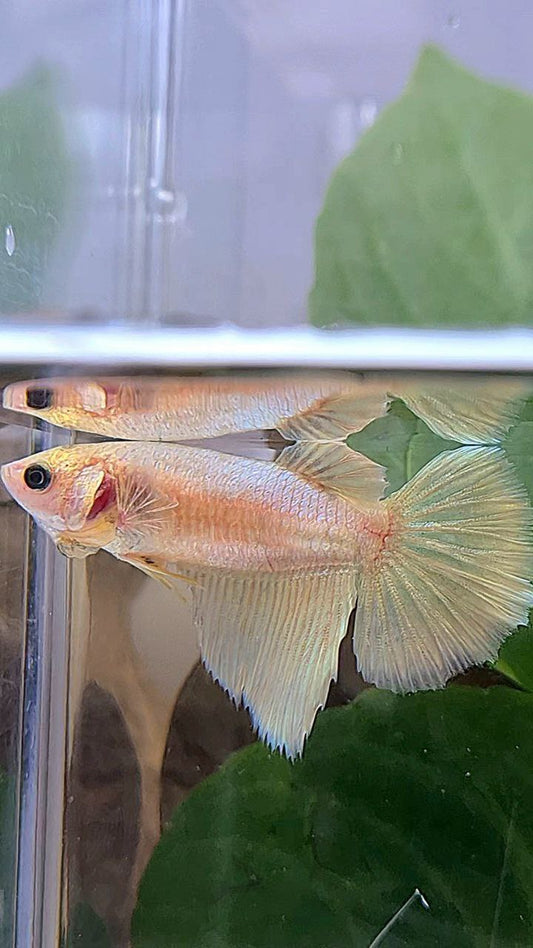 FEMALE HALFMOON SUPER GOLD BETTA FISH