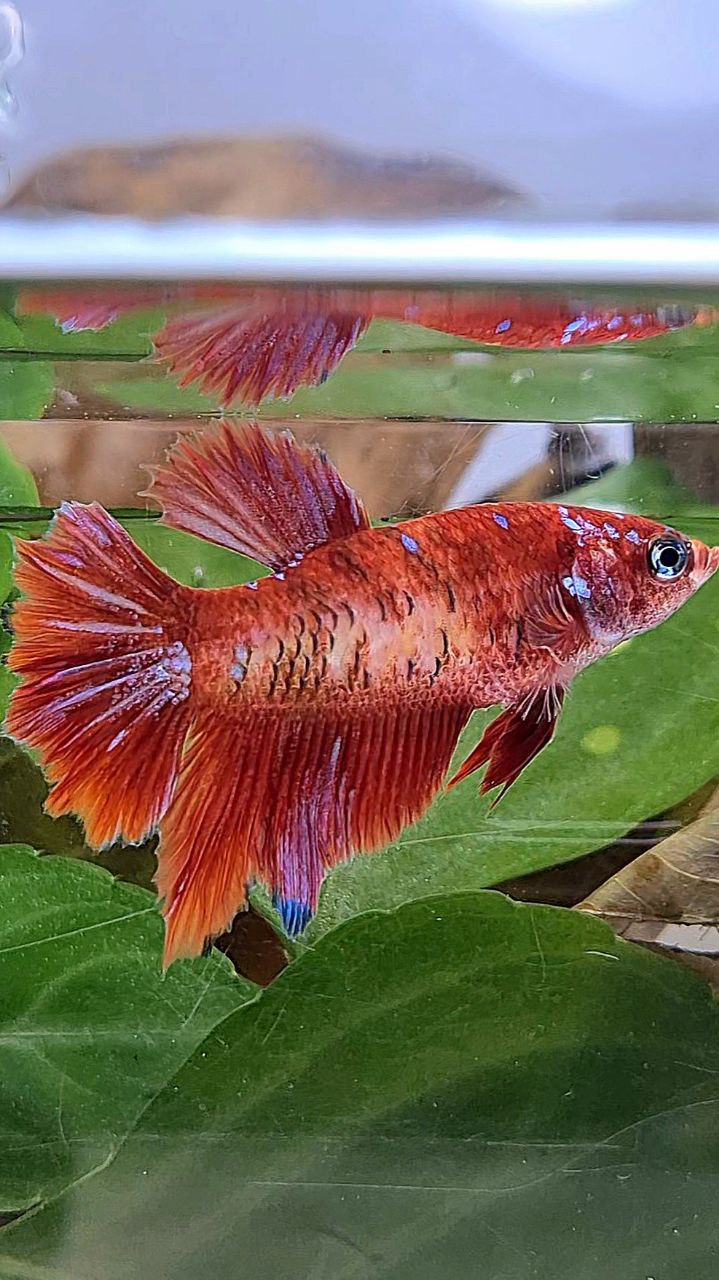 FEMALE HALFMOON RED PURPLE GALAXY RPG BETTA FISH