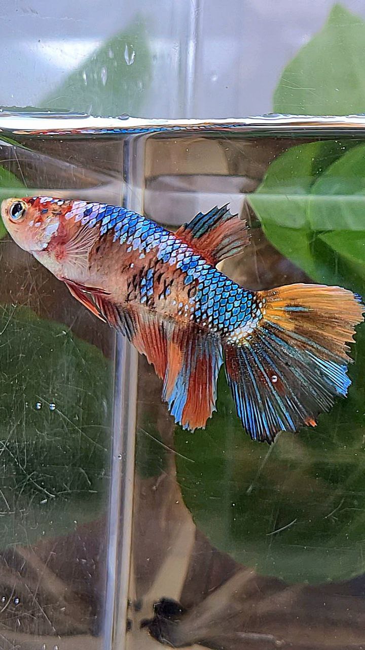 XL FEMALE HALFMOON FANCY MULTICOLOR BETTA FISH