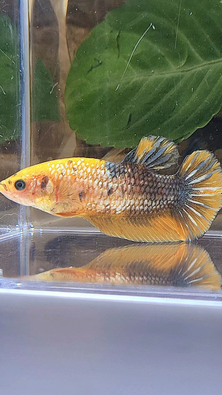 XL FEMALE PLAKAT YELLOW COPPER FANCY BETTA FISH