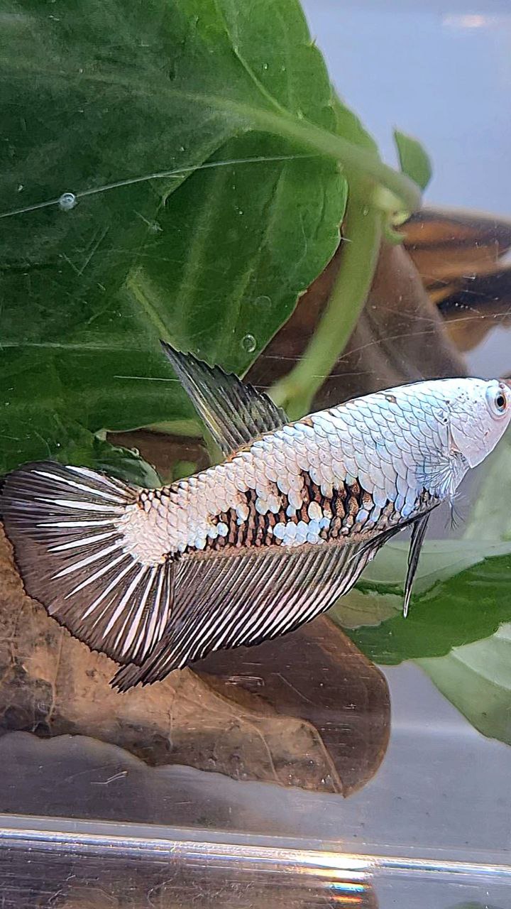 FEMALE HALFMOON BLACK SAMURAI SNOW FISH