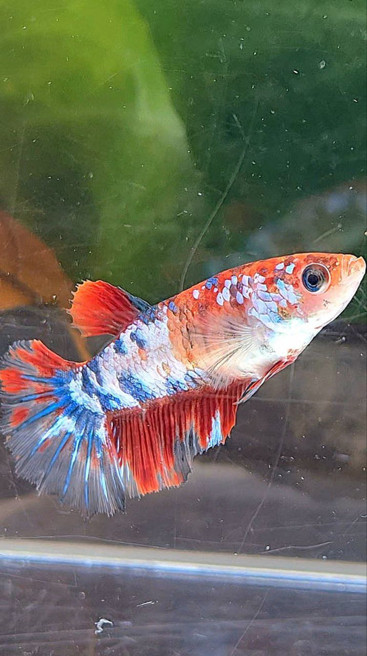 FEMALE HALFMOON RED KOI FANCY MULTICOLOR BETTA FISH