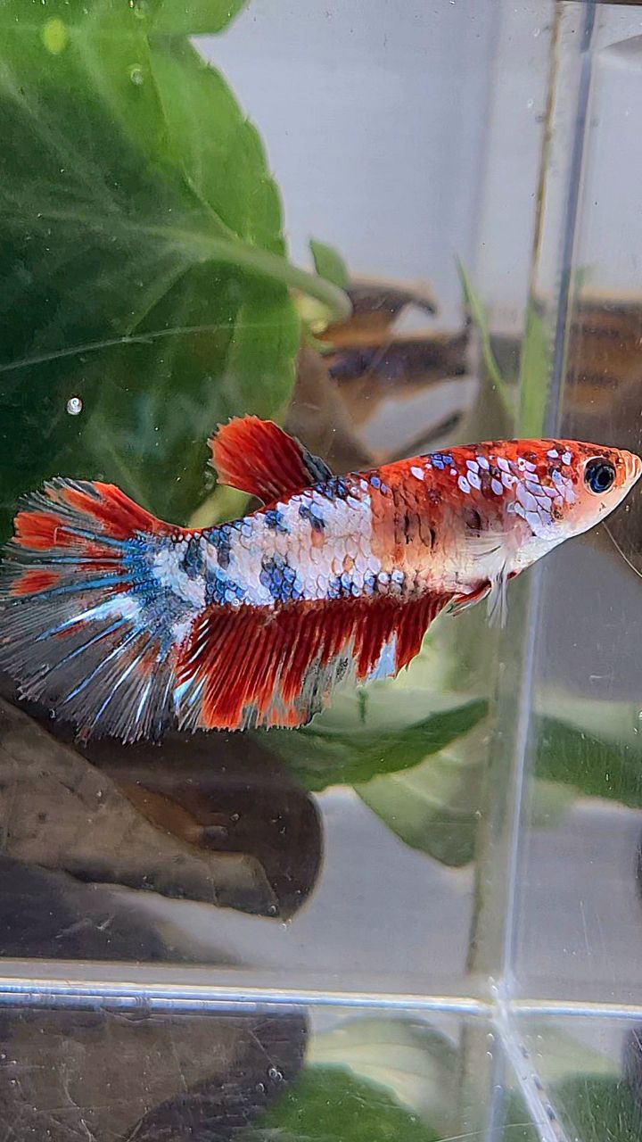 FEMALE HALFMOON RED KOI FANCY MULTICOLOR BETTA FISH