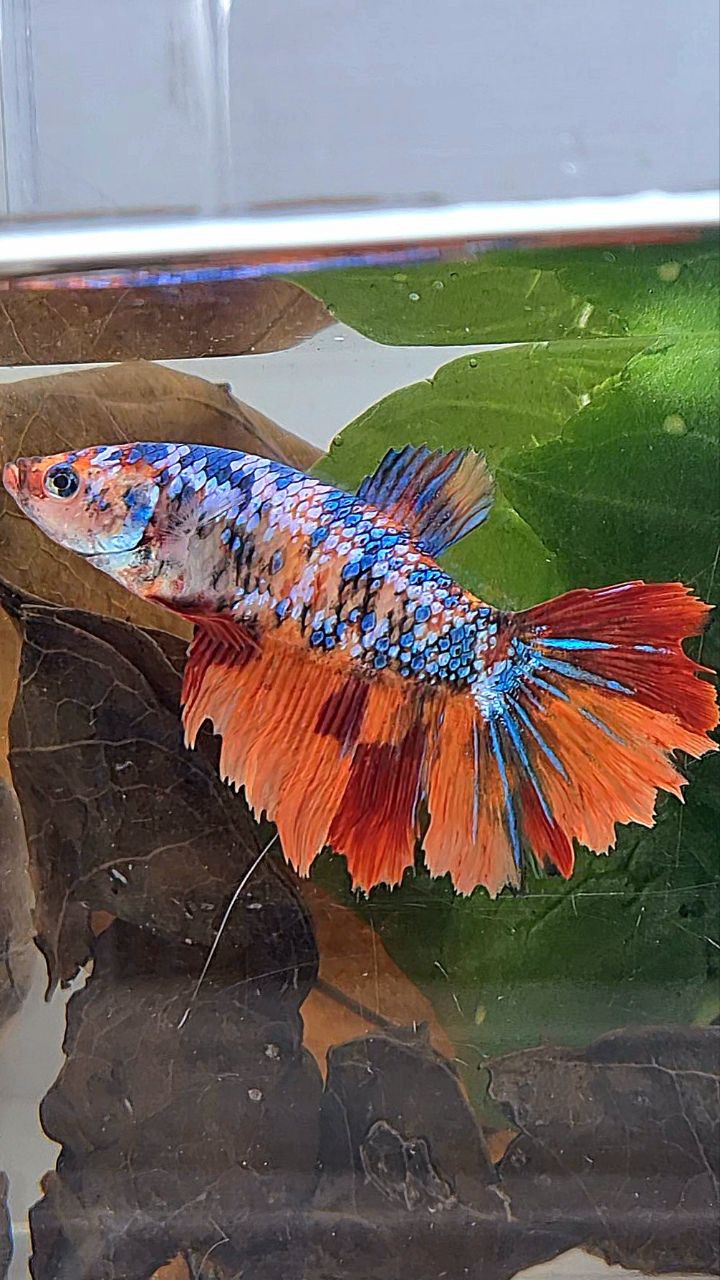 XL FEMALE HALFMOON FANCY NEMO MULTICOLOR BETTA FISH