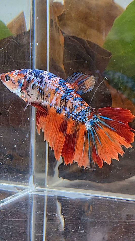 XL FEMALE HALFMOON FANCY NEMO MULTICOLOR BETTA FISH