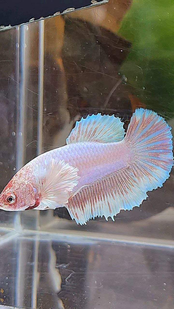 FEMALE HALFMOON DUMBO EAR WHITE LAVENDER BETTA FISH