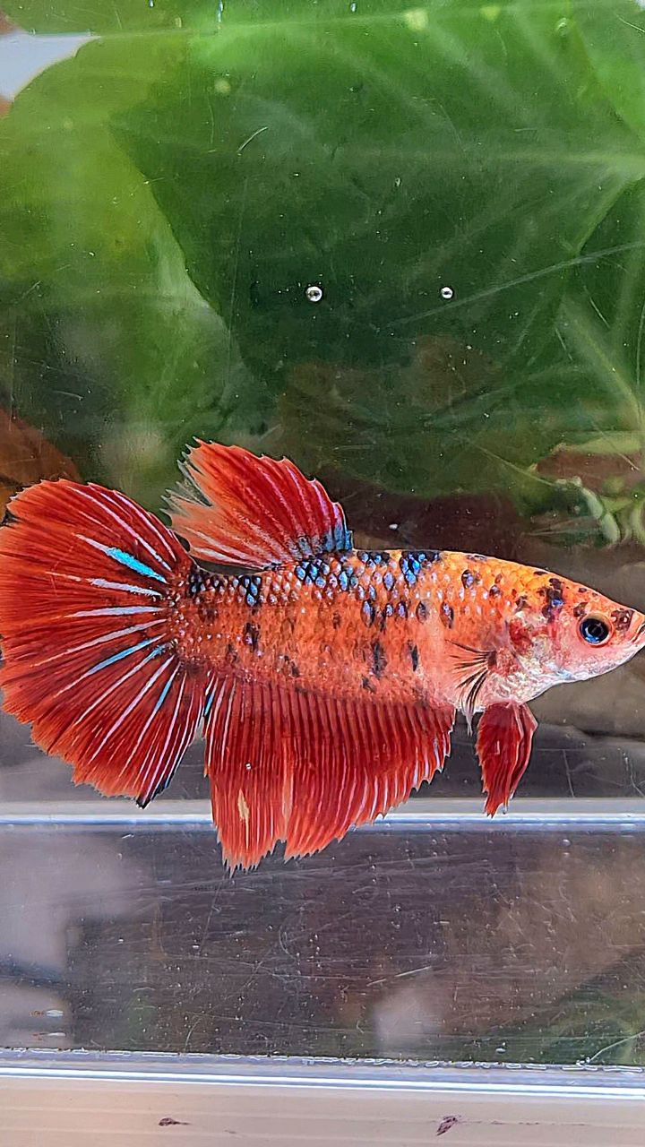 XL FEMALE HALFMOON RED TIGER METTALIC MULTICOLOR BETTA FISH