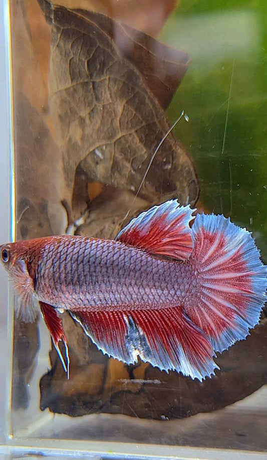 FEMALE HALFMOON PURPLE RED MAGENTA BETTA FISH