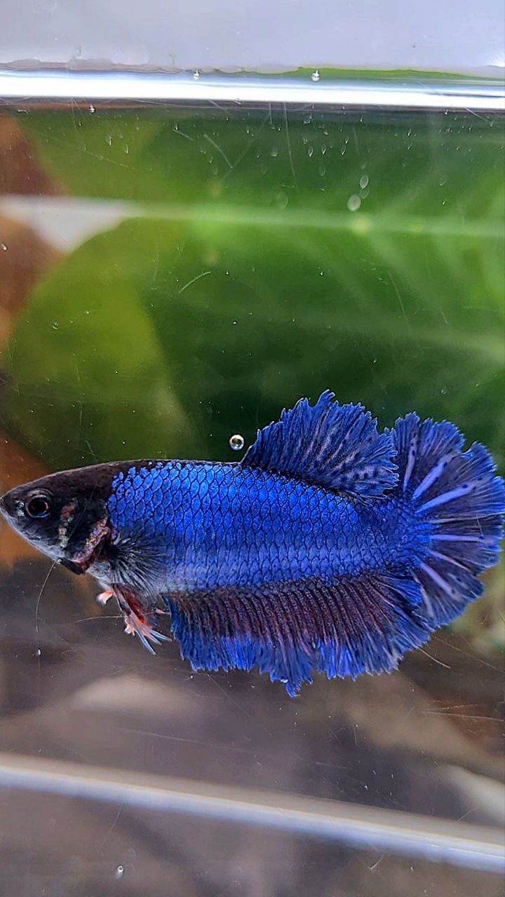 FEMALE KING FEATHER TAIL HALFMOON BLUE BETTA FISH
