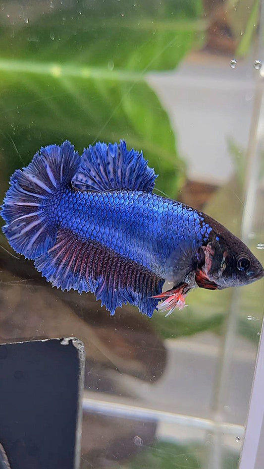 FEMALE KING FEATHER TAIL HALFMOON BLUE BETTA FISH