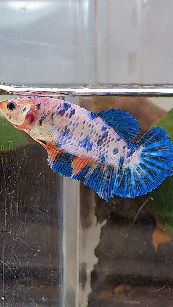 XL FEMALE PLAKAT WHITE FANCY BLUE DOTS MULTICOLOR BETTA FISH