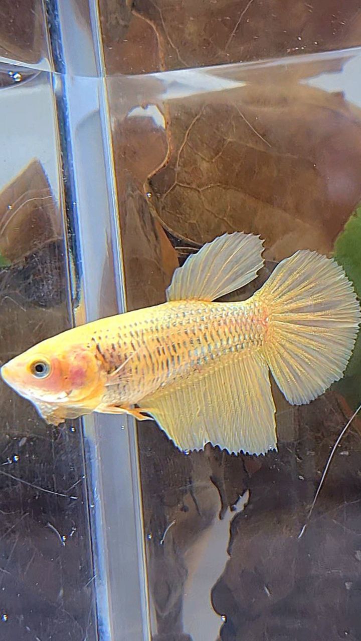 FEMALE HALFMOON SUPER GOLD BETTA FISH