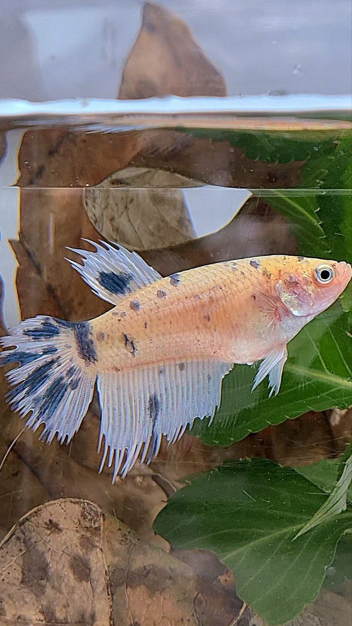 XL FEMALE CROWNTAIL HALFMOON WHITE BLUE MARBLE DOTS BETTA FISH