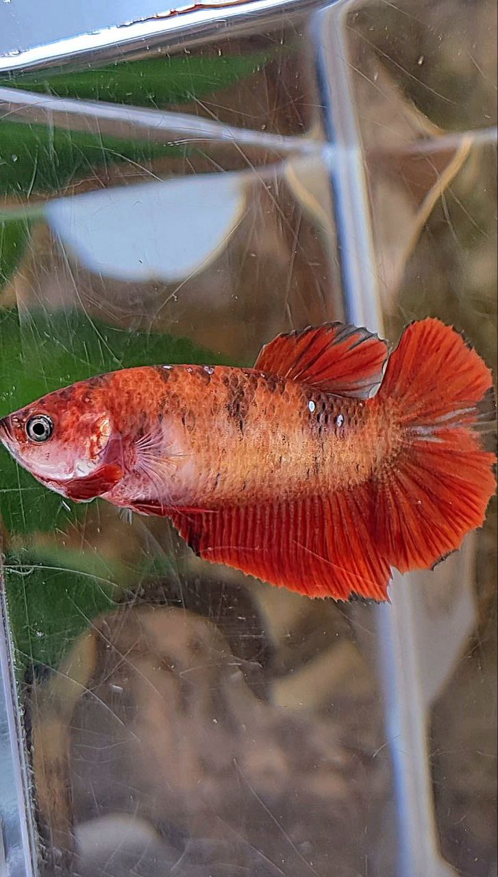 FEMALE PLAKAT RED KOI TIGER MULTICOLOR BETTA FISH