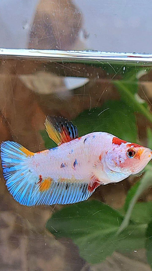 XL UNIQUE DOLPHIN PLAKAT WHITE FANCY MULTICOLOR BETTA FISH