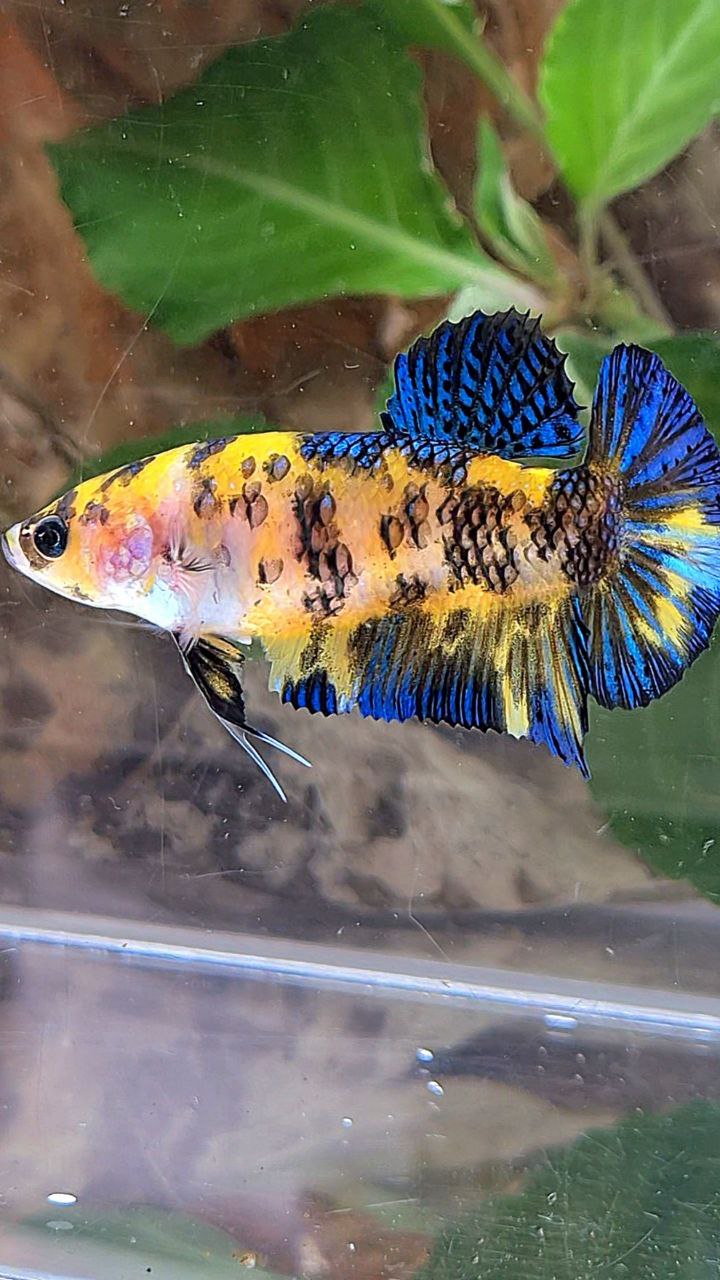 FEMALE PLAKAT YELLOW KOI TIGER MULTICOLOR BETTA FISH