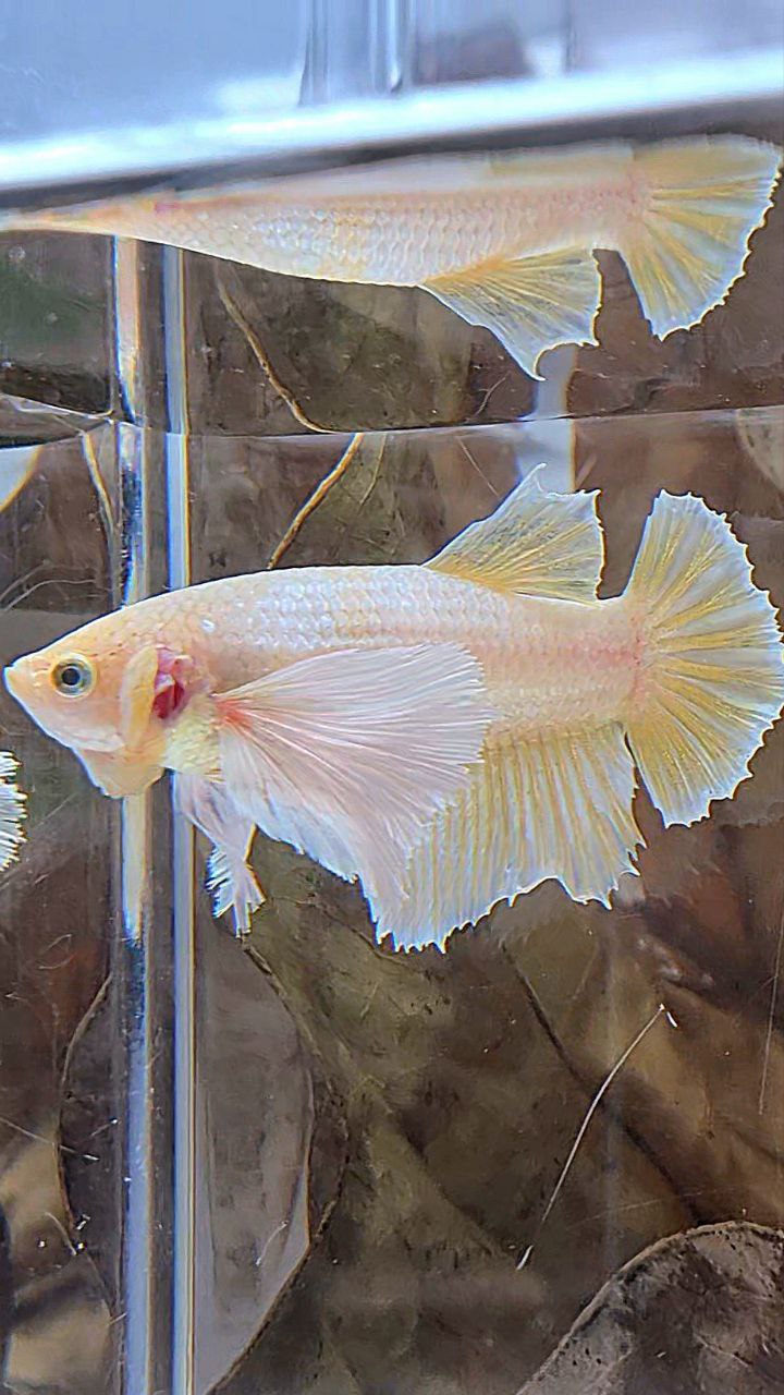 FEMALE HALFMOON SUPER DUMBO EAR SOFT GOLD BETTA FISH