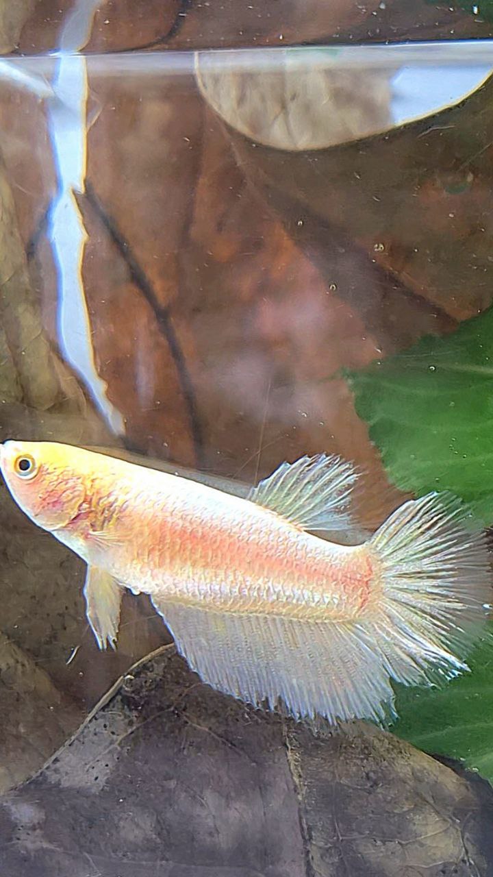 FEMALE HALFMOON GOLD BETTA FISH