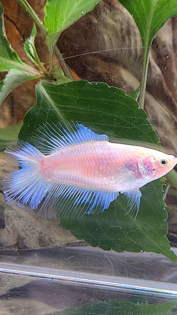 FEMALE HALFMOON DOUBLE TAIL WHITE CELLOPHANE TRANSPARENT BETTA FISH