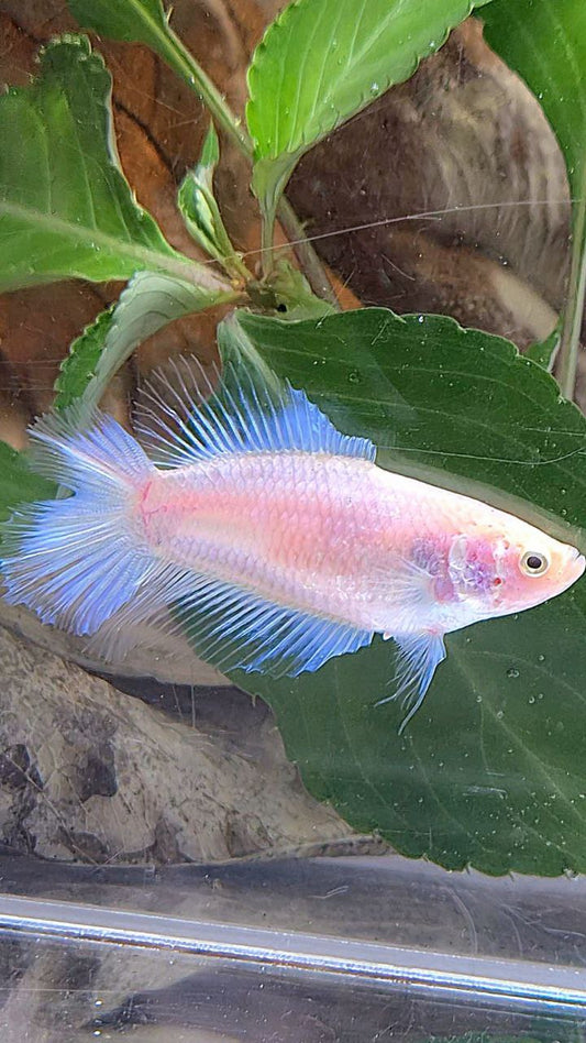 FEMALE HALFMOON DOUBLE TAIL WHITE CELLOPHANE TRANSPARENT BETTA FISH