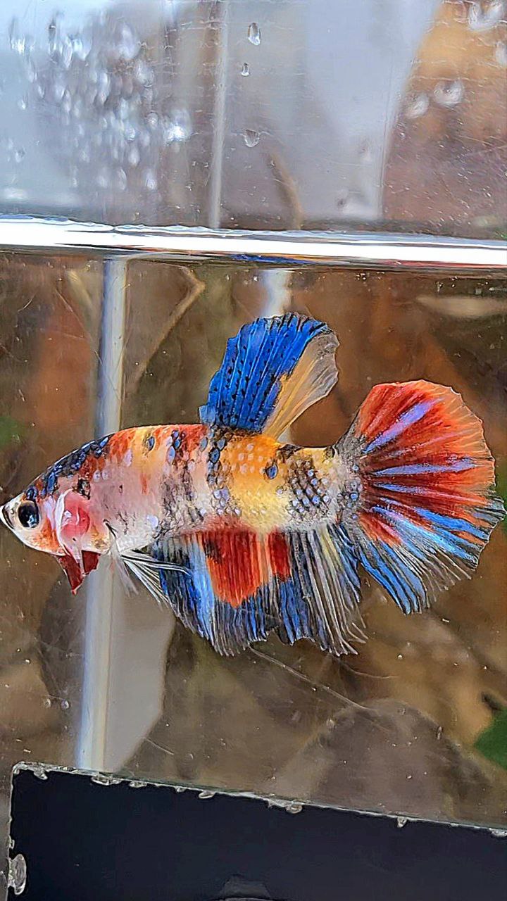 HALFMOON KOI MULTICOLOR BETTA FISH