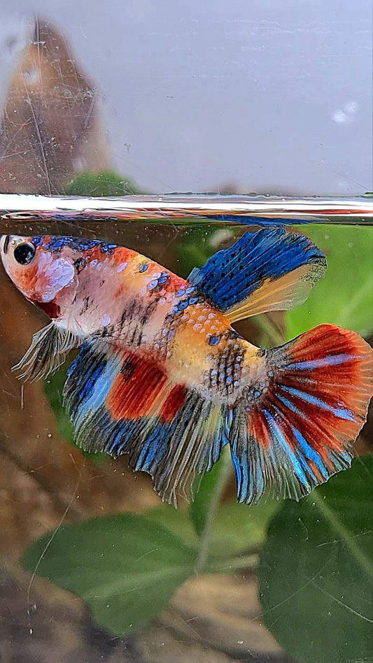 HALFMOON KOI MULTICOLOR BETTA FISH