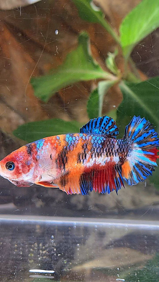 FEMALE PLAKAT METTALIC MULTICOLOR BETTA FISH
