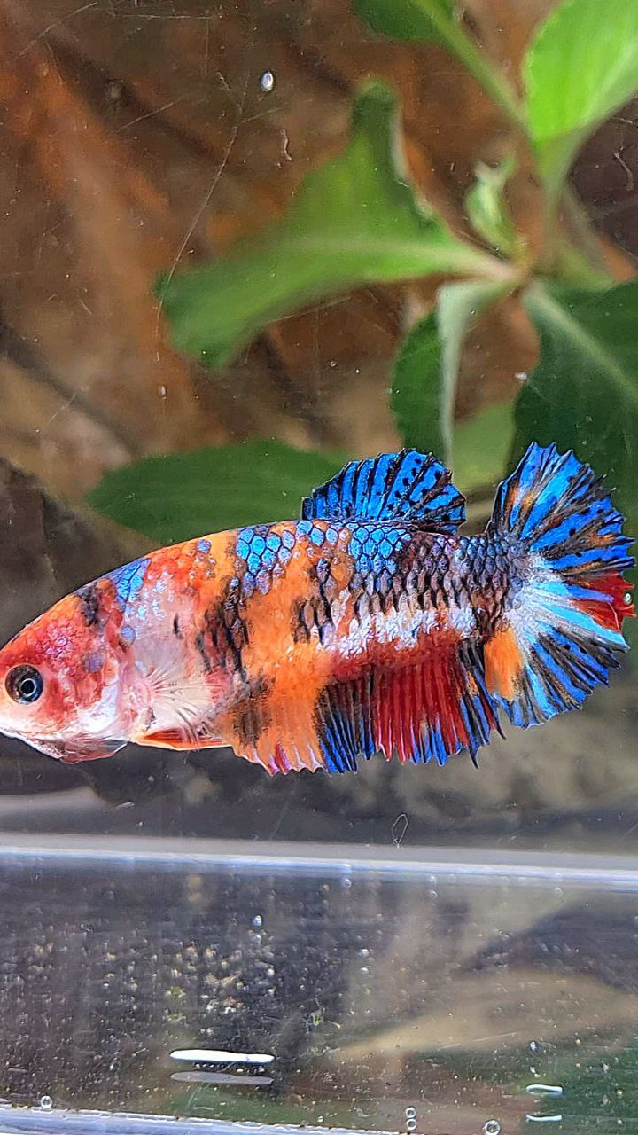 FEMALE PLAKAT METTALIC MULTICOLOR BETTA FISH