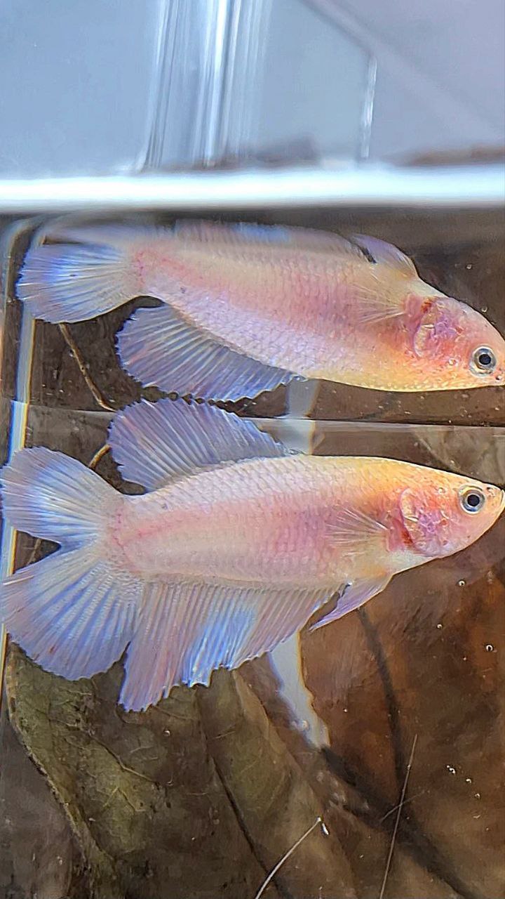 FEMALE HALFMOON DOUBLE TAIL PINK BETTA FISH
