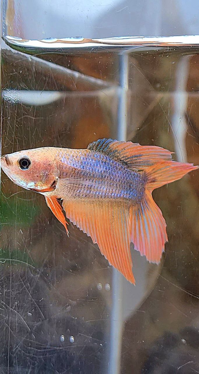 FEMALE VEILTAIL DOUBLE TAIL ORANGE MASCOT FISH