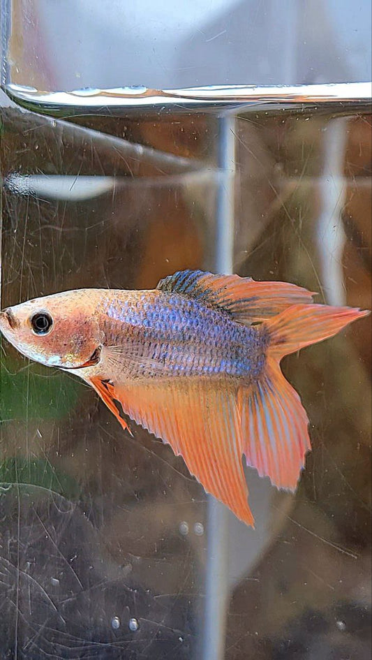 FEMALE VEILTAIL DOUBLE TAIL ORANGE MASCOT FISH