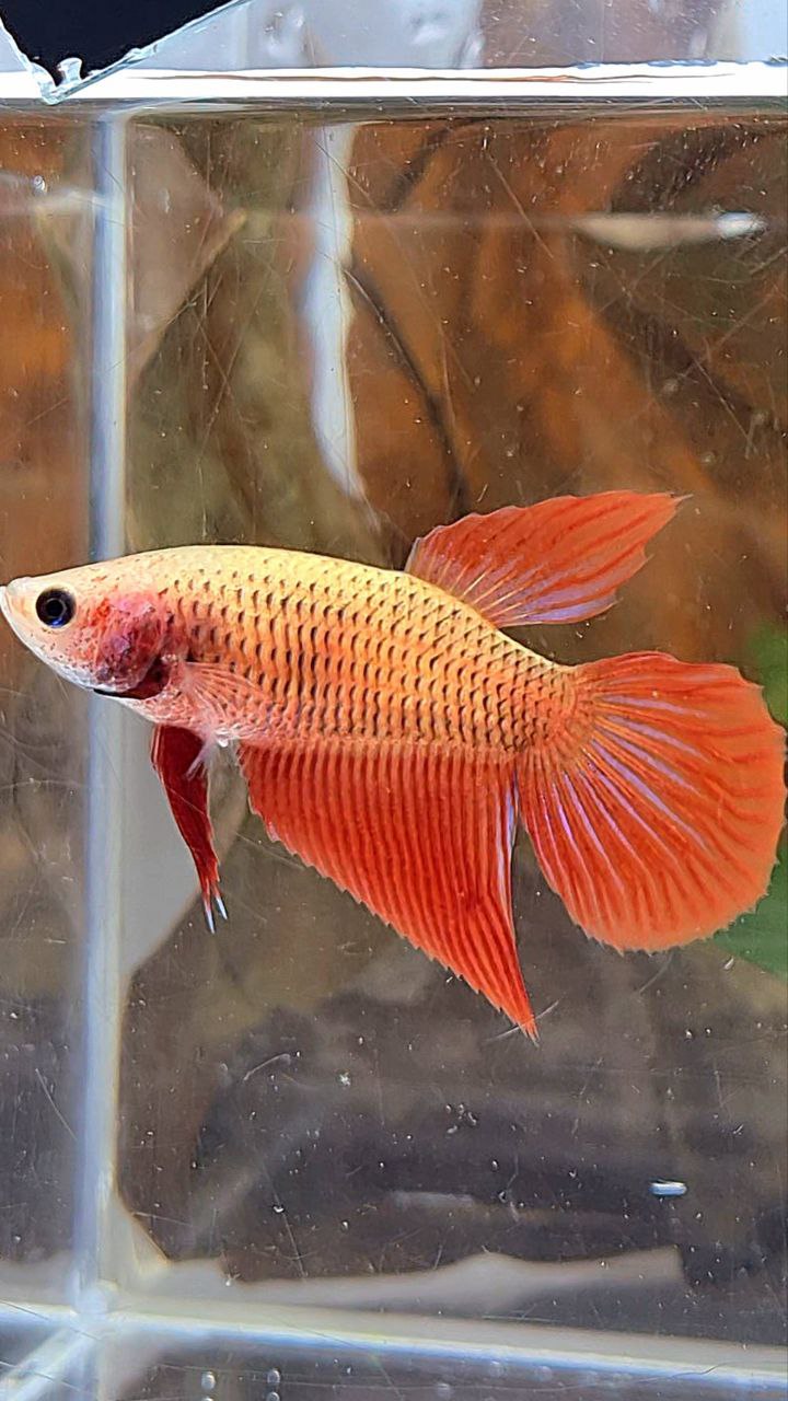 FEMALE VEILTAIL SUPER RED BETTA FISH